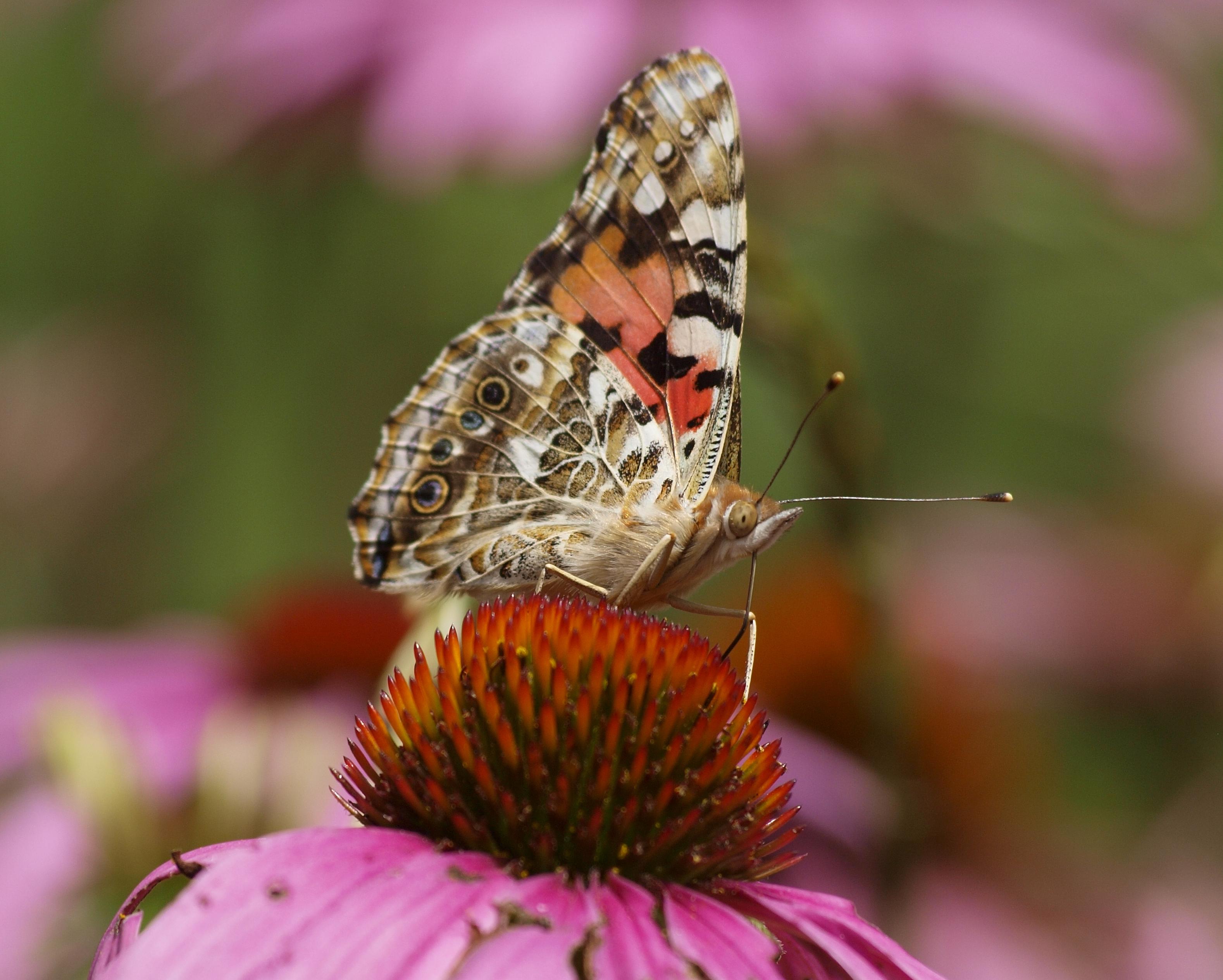 A butterfly sits on a flower on the 自然中心 property.